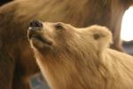 Bears.