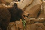 <img150*0:stuff/z/169023/Bears./i1283884640_25.jpg>