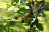 <img100*0:stuff/z/169023/Berries%252036/i1279057928_1.jpg>