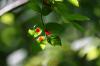 <img100*0:stuff/z/169023/Berries%252036/i1279057928_10.jpg>