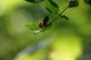 <img100*0:stuff/z/169023/Berries%252036/i1279057928_11.jpg>