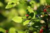 <img100*0:stuff/z/169023/Berries%252036/i1279057928_12.jpg>