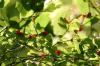 <img100*0:stuff/z/169023/Berries%252036/i1279057928_13.jpg>