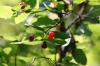 <img100*0:stuff/z/169023/Berries%252036/i1279057928_2.jpg>