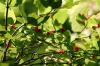 <img100*0:stuff/z/169023/Berries%252036/i1279057928_3.jpg>