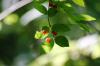 <img100*0:stuff/z/169023/Berries%252036/i1279057928_4.jpg>