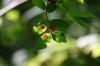 <img100*0:stuff/z/169023/Berries%252036/i1279057928_5.jpg>