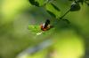 <img100*0:stuff/z/169023/Berries%252036/i1279057928_6.jpg>