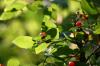 <img100*0:stuff/z/169023/Berries%252036/i1279057928_7.jpg>