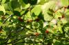<img100*0:stuff/z/169023/Berries%252036/i1279057928_8.jpg>