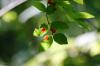 <img100*0:stuff/z/169023/Berries%252036/i1279057928_9.jpg>