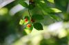 <img100*0:stuff/z/169023/Berries%252036/i1279057929_14.jpg>