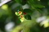 <img100*0:stuff/z/169023/Berries%252036/i1279057929_15.jpg>