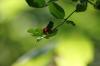 <img100*0:stuff/z/169023/Berries%252036/i1279057929_16.jpg>