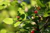 <img100*0:stuff/z/169023/Berries%252036/i1279057929_17.jpg>