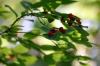 <img100*0:stuff/z/169023/Berries%252036/i1279057929_18.jpg>