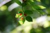 <img100*0:stuff/z/169023/Berries%252036/i1279057929_19.jpg>