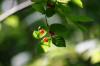 <img100*0:stuff/z/169023/Berries%252036/i1279057929_20.jpg>