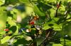 <img100*0:stuff/z/169023/Berries%252036/i1279057929_21.jpg>