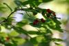 <img100*0:stuff/z/169023/Berries%252036/i1279057929_22.jpg>