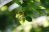 <img100*0:stuff/z/169023/Berries%252036/i1279057929_23.jpg>