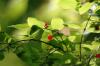 <img100*0:stuff/z/169023/Berries%252036/i1279057929_24.jpg>