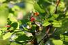 <img100*0:stuff/z/169023/Berries%252036/i1279057929_25.jpg>