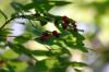 <img100*0:stuff/z/169023/Berries%252036/i1279057929_26.jpg>