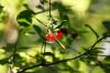 <img100*0:stuff/z/169023/Berries%252036/i1279057929_27.jpg>
