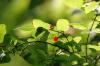 <img100*0:stuff/z/169023/Berries%252036/i1279057930_28.jpg>