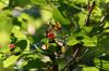 <img100*0:stuff/z/169023/Berries%252036/i1279057930_29.jpg>