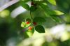 <img100*0:stuff/z/169023/Berries%252036/i1279057930_30.jpg>