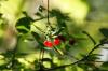 <img100*0:stuff/z/169023/Berries%252036/i1279057930_31.jpg>
