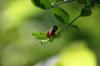<img100*0:stuff/z/169023/Berries%252036/i1279057930_32.jpg>