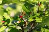 <img100*0:stuff/z/169023/Berries%252036/i1279057930_33.jpg>