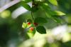 <img100*0:stuff/z/169023/Berries%252036/i1279057930_34.jpg>