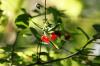 <img100*0:stuff/z/169023/Berries%252036/i1279057930_35.jpg>