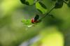 <img100*0:stuff/z/169023/Berries%252036/i1279057930_36.jpg>