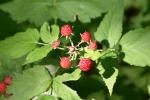 <img150*0:stuff/z/169023/Berries%2520Reference/i1278631011_1.jpg>