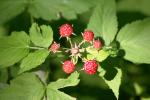 <img150*0:stuff/z/169023/Berries%2520Reference/i1278631011_2.jpg>