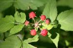 <img150*0:stuff/z/169023/Berries%2520Reference/i1278631011_3.jpg>