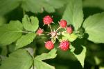 <img150*0:stuff/z/169023/Berries%2520Reference/i1278631011_4.jpg>