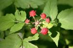 <img150*0:stuff/z/169023/Berries%2520Reference/i1278631011_5.jpg>