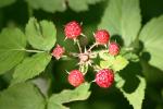 <img150*0:stuff/z/169023/Berries%2520Reference/i1278631011_6.jpg>