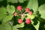 <img150*0:stuff/z/169023/Berries%2520Reference/i1278631012_7.jpg>
