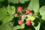 Berries Reference