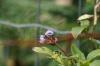 <img100*0:stuff/z/169023/Berries.2/i1278790339_1.jpg>
