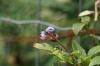 <img100*0:stuff/z/169023/Berries.2/i1278790339_2.jpg>