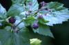 <img100*0:stuff/z/169023/Berries.2/i1278790339_4.jpg>