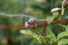 <img100*0:stuff/z/169023/Berries.2/i1278790339_5.jpg>
